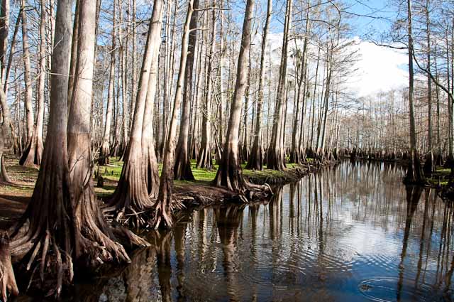 The Cypress Swamp