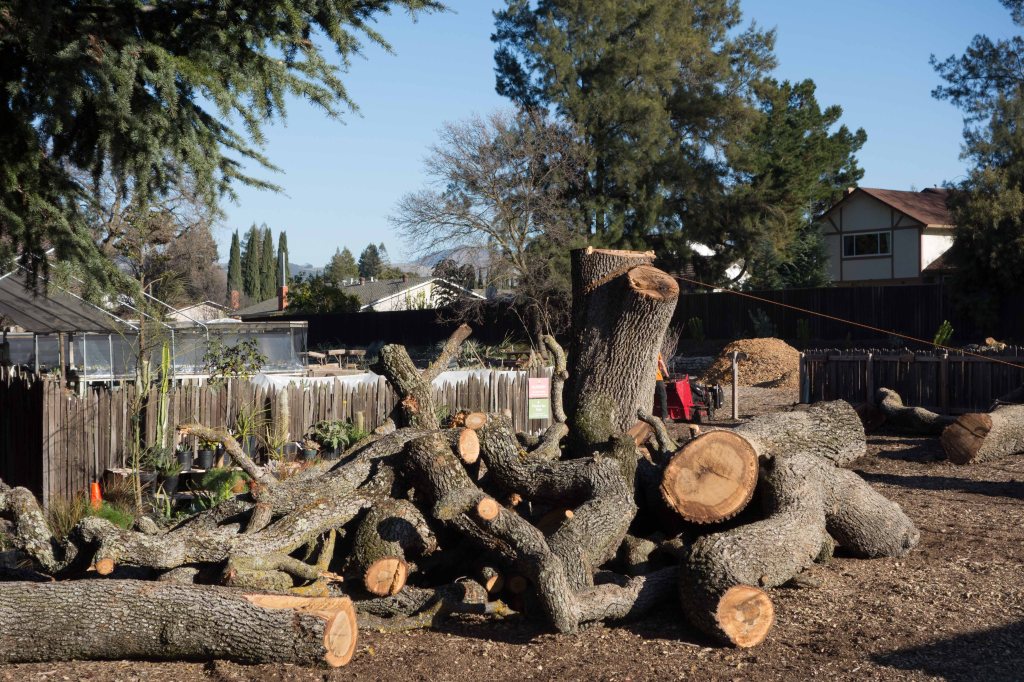 The tree cut down to just its trunk.