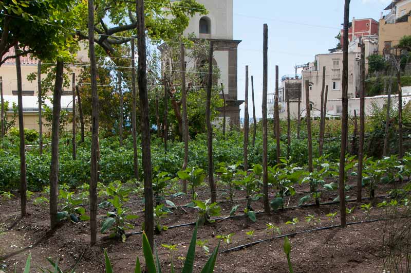 Fresh tomatoes and herbs