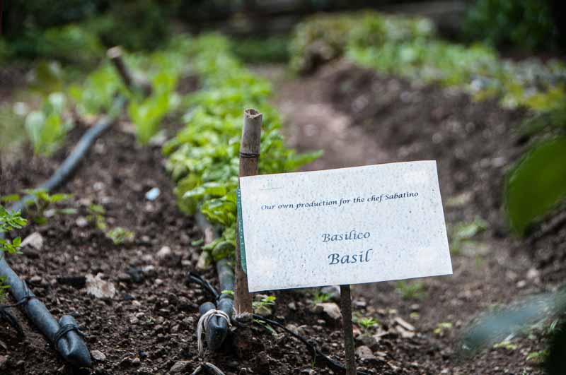 Basil doesn't get any fresher than this.