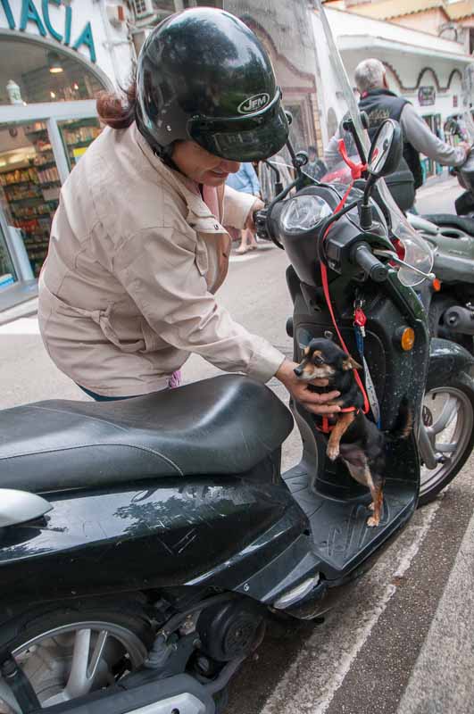 The pup likes riding there