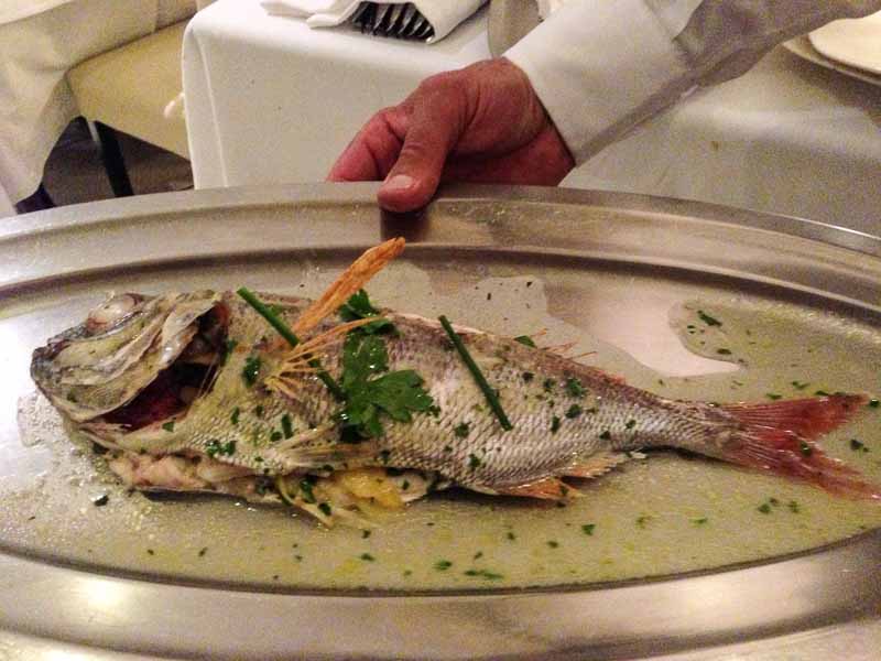 Sea Bream 