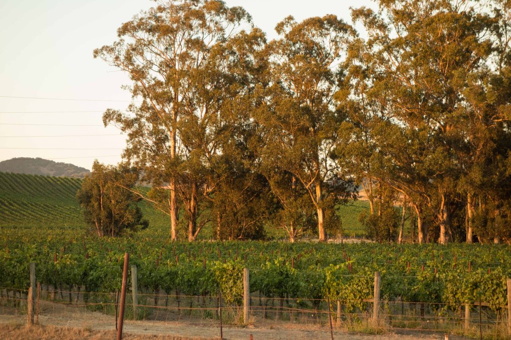 Not a bad place to eat dinner. 