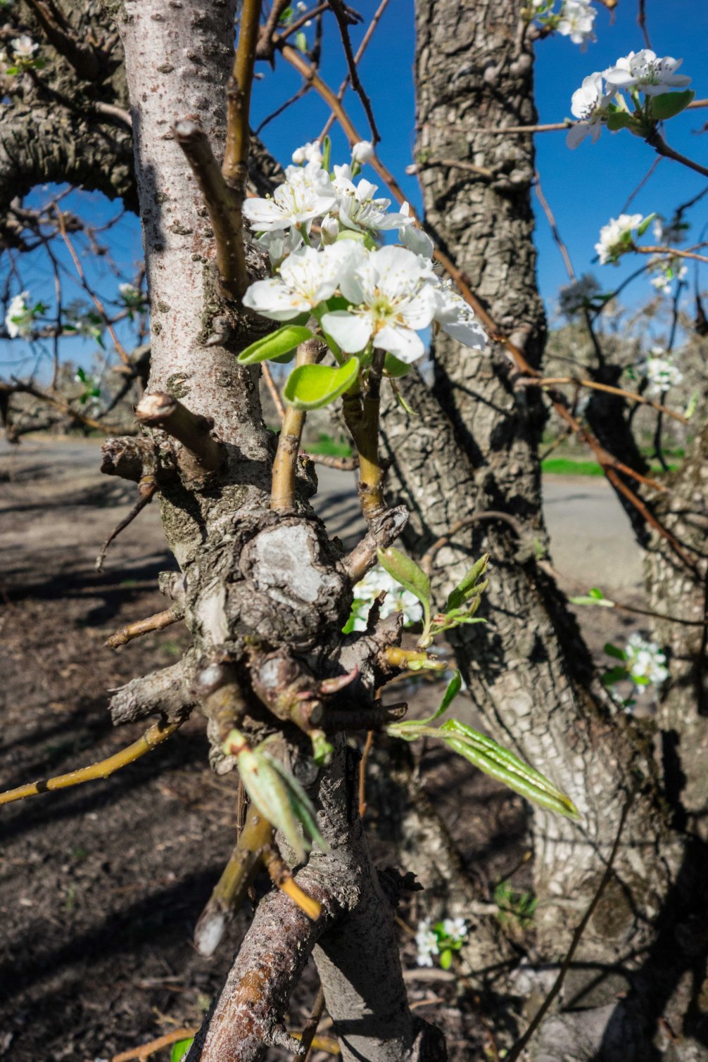 Too much blossom, too few leaves.