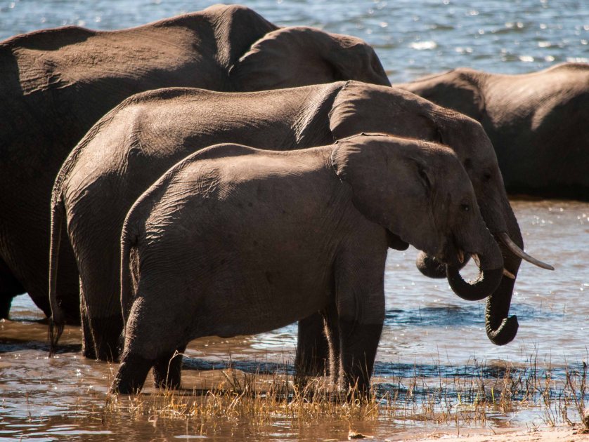Elephants in the water.  I like elephants almost as much as I like kids.
