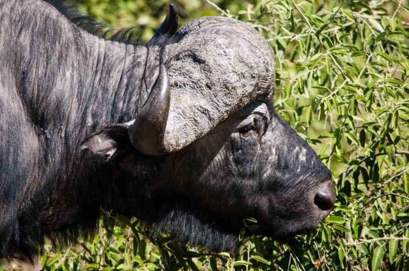 Water buffalo.  Not graceful or beautiful.