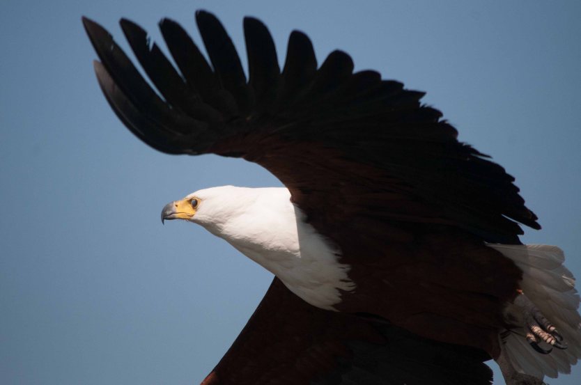 A sea eagle rises from the reeds.