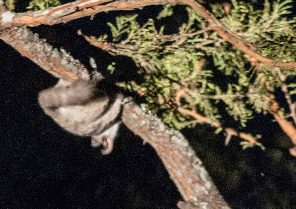 The tiny and reclusive bush baby.