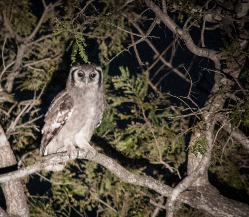 The last animal of the trip.