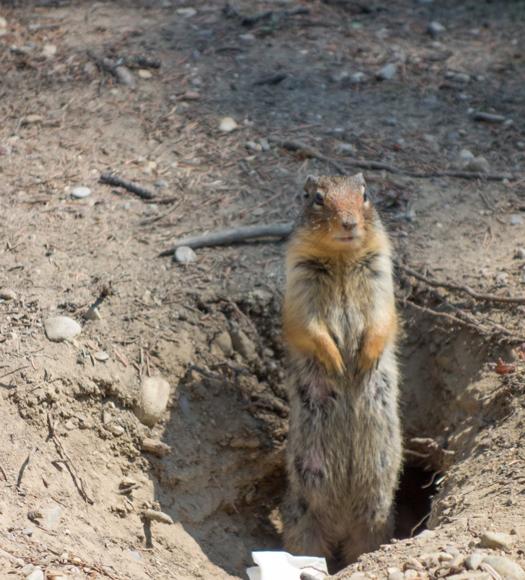 The dangerous wildlife of Alberta