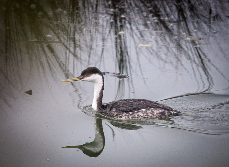 Looks like a duck to me.