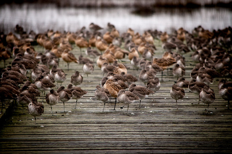 Does this many birds make it a birdwalk? 