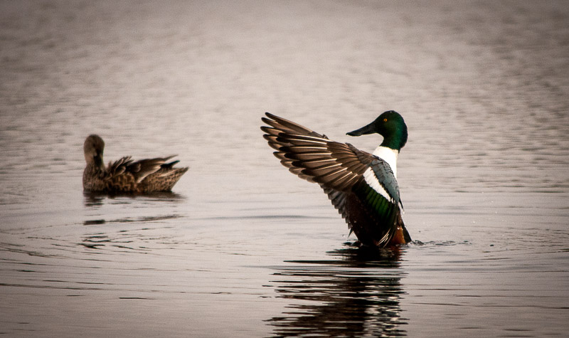 Mallards are beautiful.