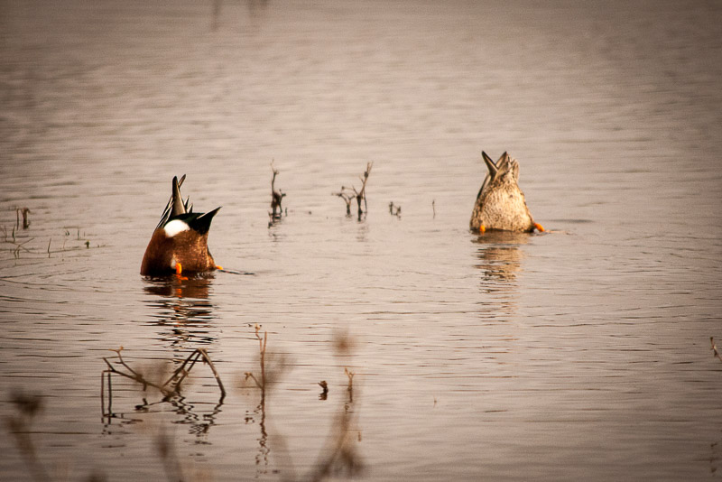 This just amuses me.