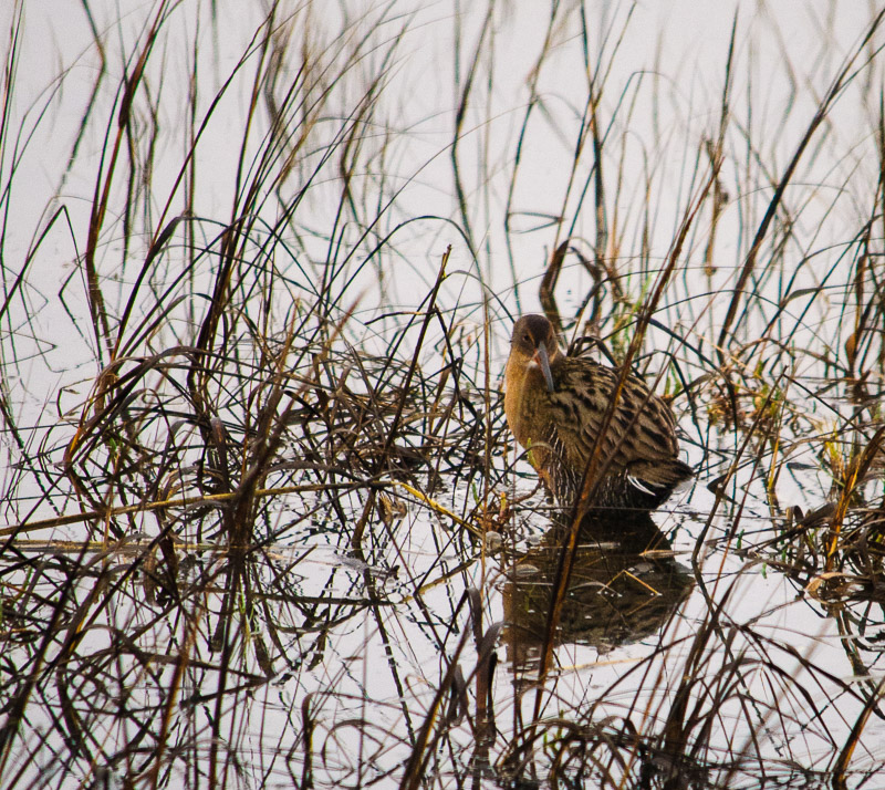 A rail--endangered species not easy to find.
