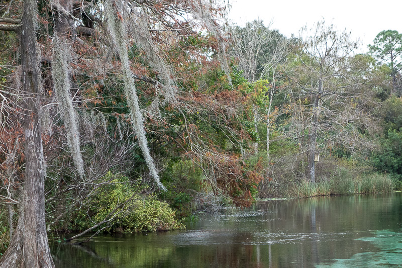 Cypress tree covered in Spanish Moss