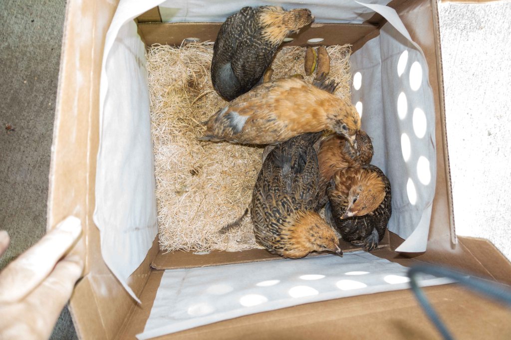 It looks like 4, but there are really 6 in here.