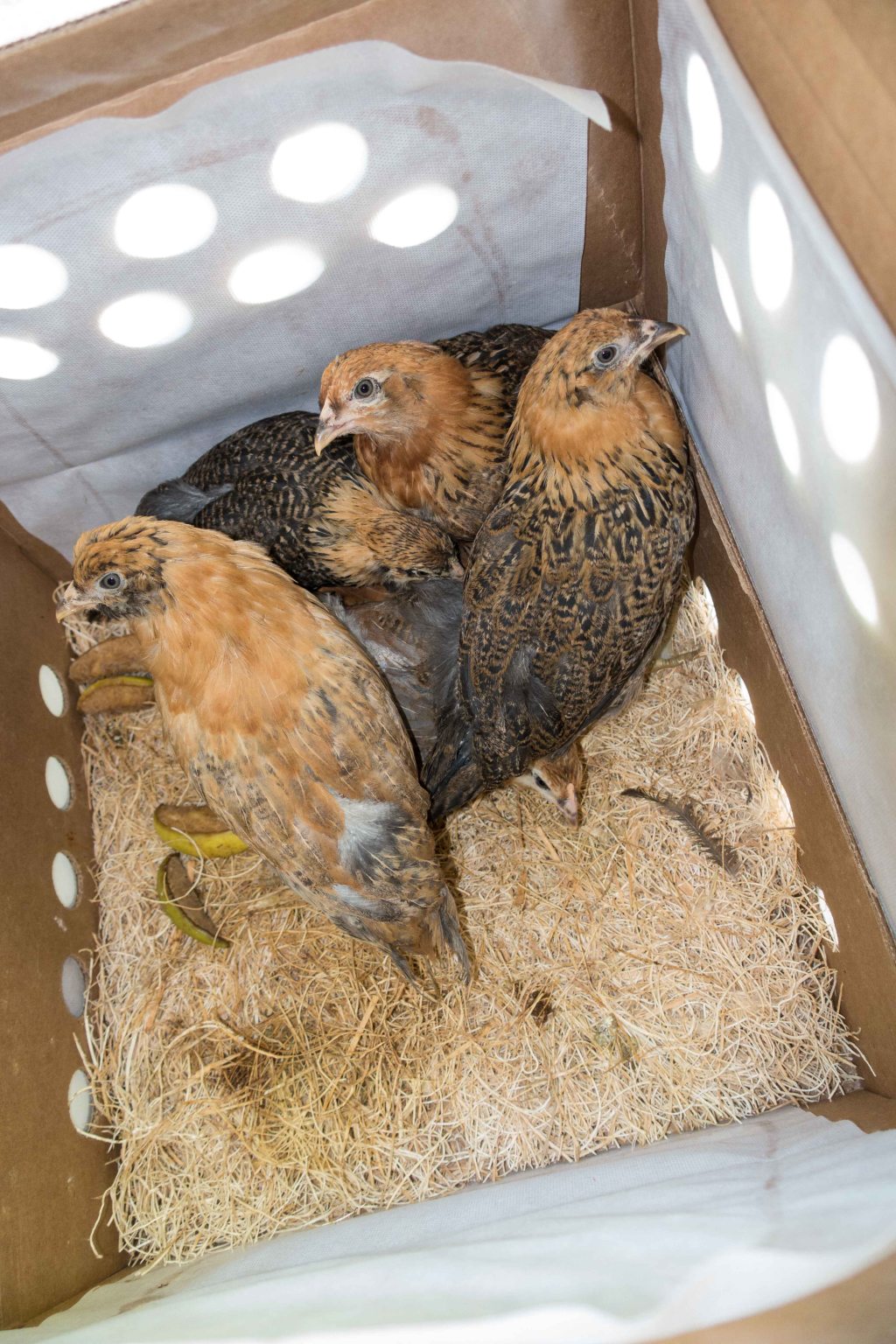 Good looking almost grown birds