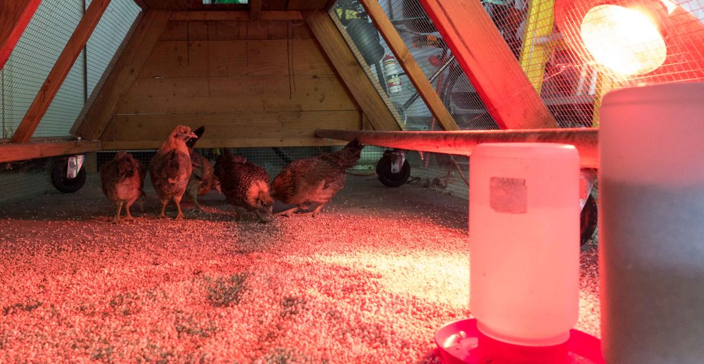 Already pecking and scratching.