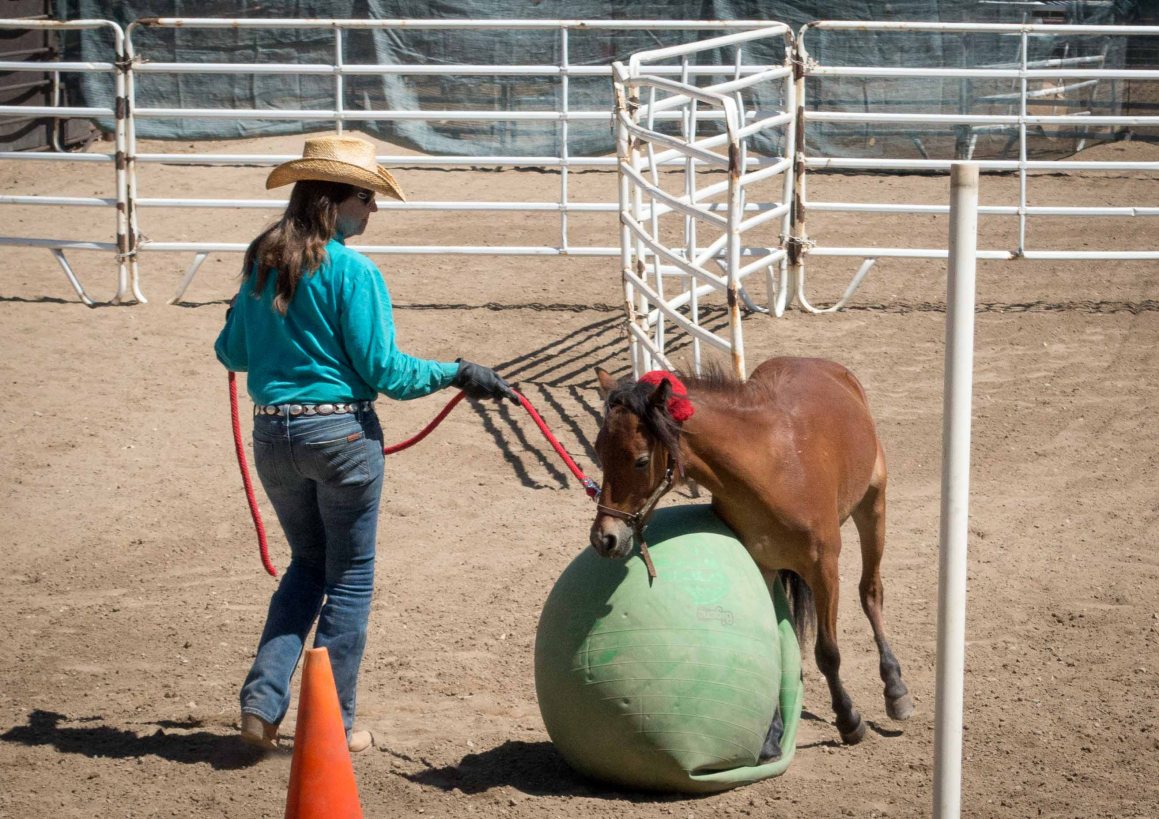 Leaning not to be afraid of things--the green ball is a teaching device, not a toy.