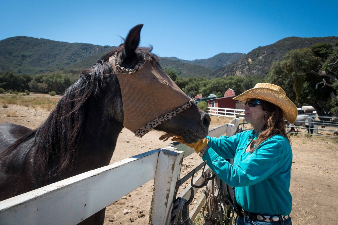 Debutante, wearing a fly mask.  She can see through it.