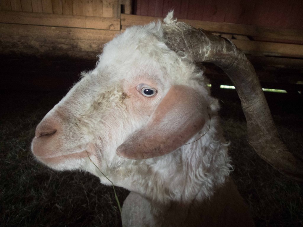 Kinda smart looking, for a goat.