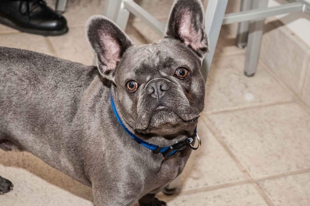 Elmer, the French Blue Bulldog.