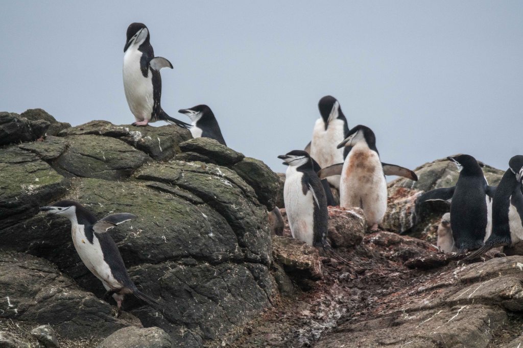 Elephant seal on the beach in Browns Bay, Antarctica