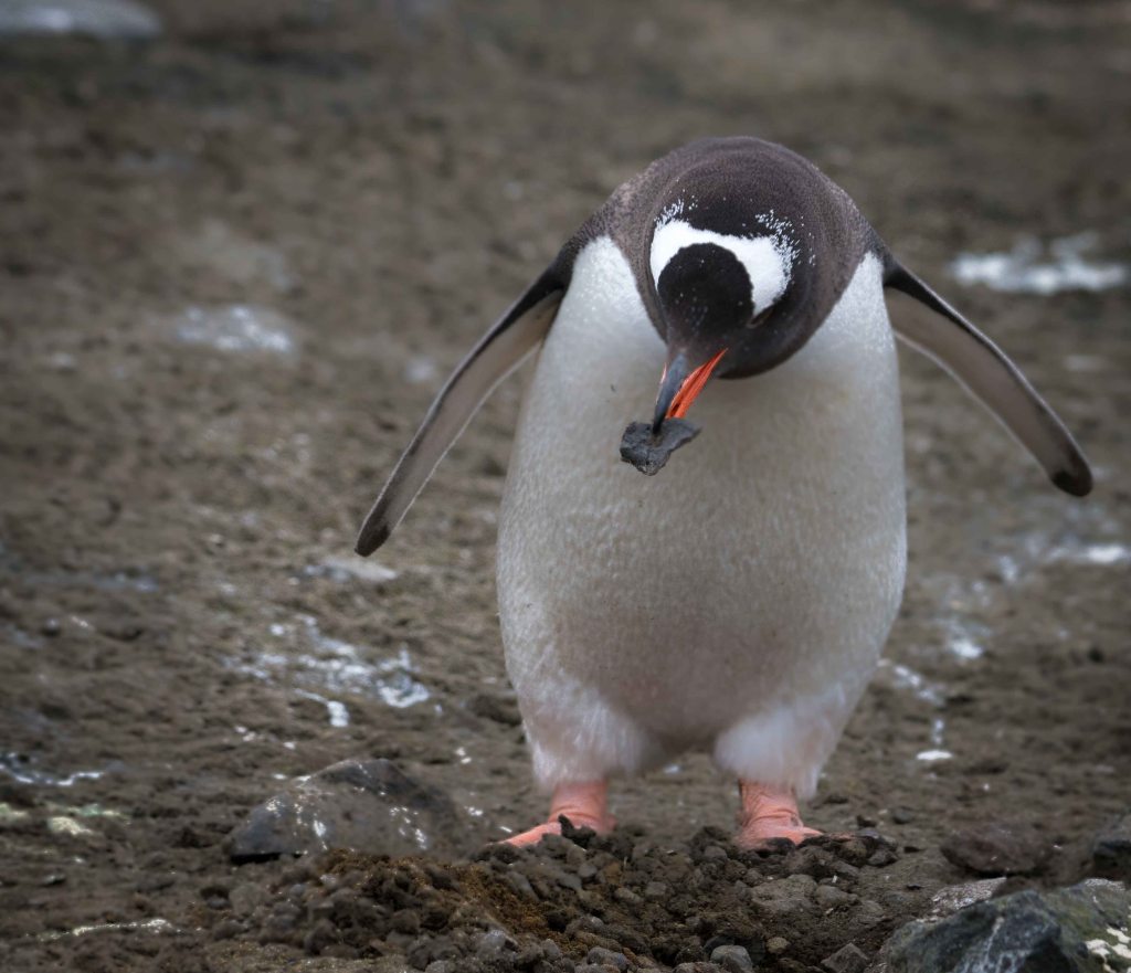 Elephant seal on the beach in Browns Bay, Antarctica