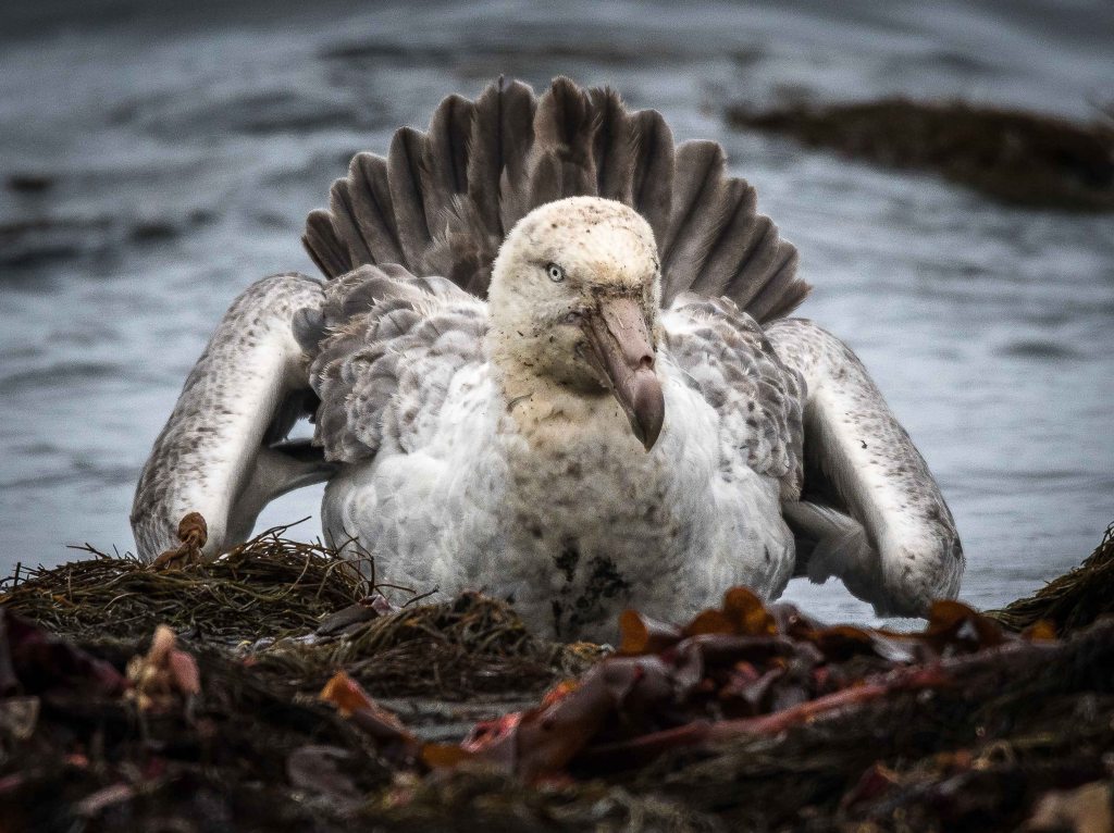 Elephant seal on the beach in Browns Bay, Antarctica