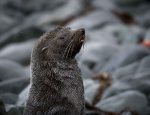Elephant seal on the beach in Browns Bay,&nbsp;Antarctica