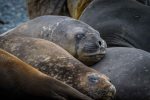 Elephant seal on the beach in Browns Bay,&nbsp;Antarctica