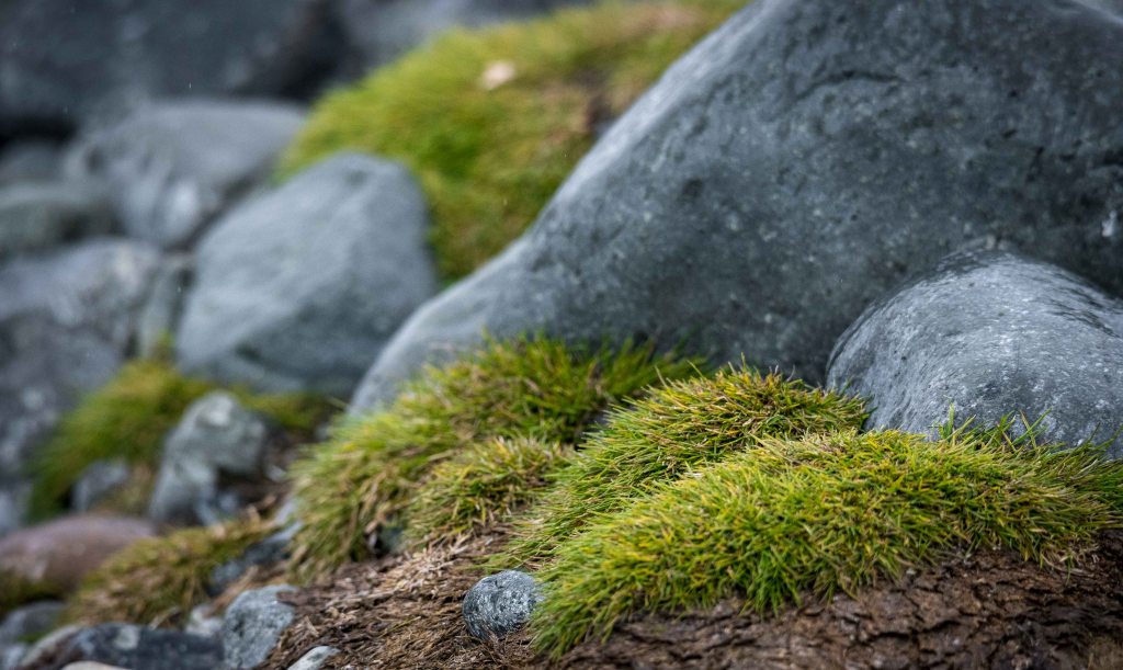 Elephant seal on the beach in Browns Bay, Antarctica
