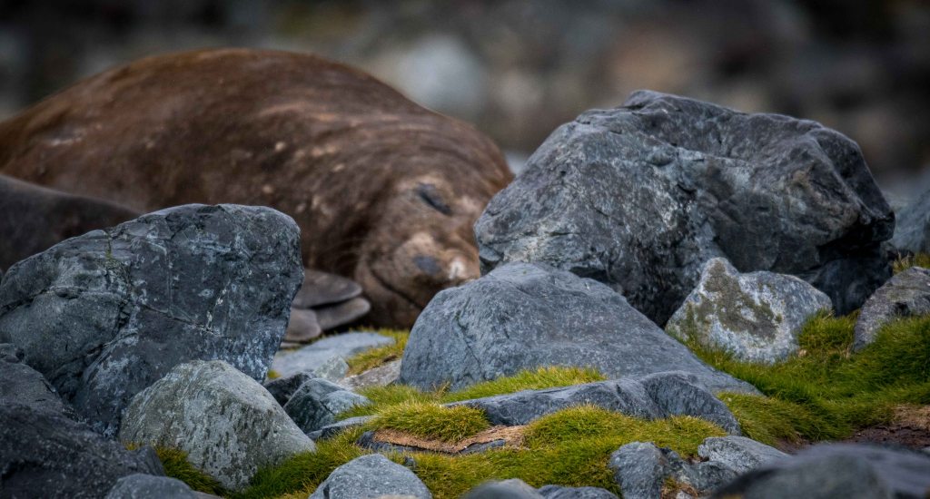 Elephant seal on the beach in Browns Bay, Antarctica