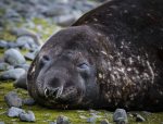 Elephant seal on the beach in Browns Bay,&nbsp;Antarctica