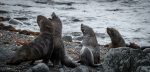 Elephant seal on the beach in Browns Bay,&nbsp;Antarctica