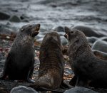 A choir of fur seals on the beach in&nbsp;Antarctic