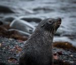 Elephant seal on the beach in Browns Bay,&nbsp;Antarctica