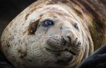 Elephant seal on the beach in Browns Bay,&nbsp;Antarctica