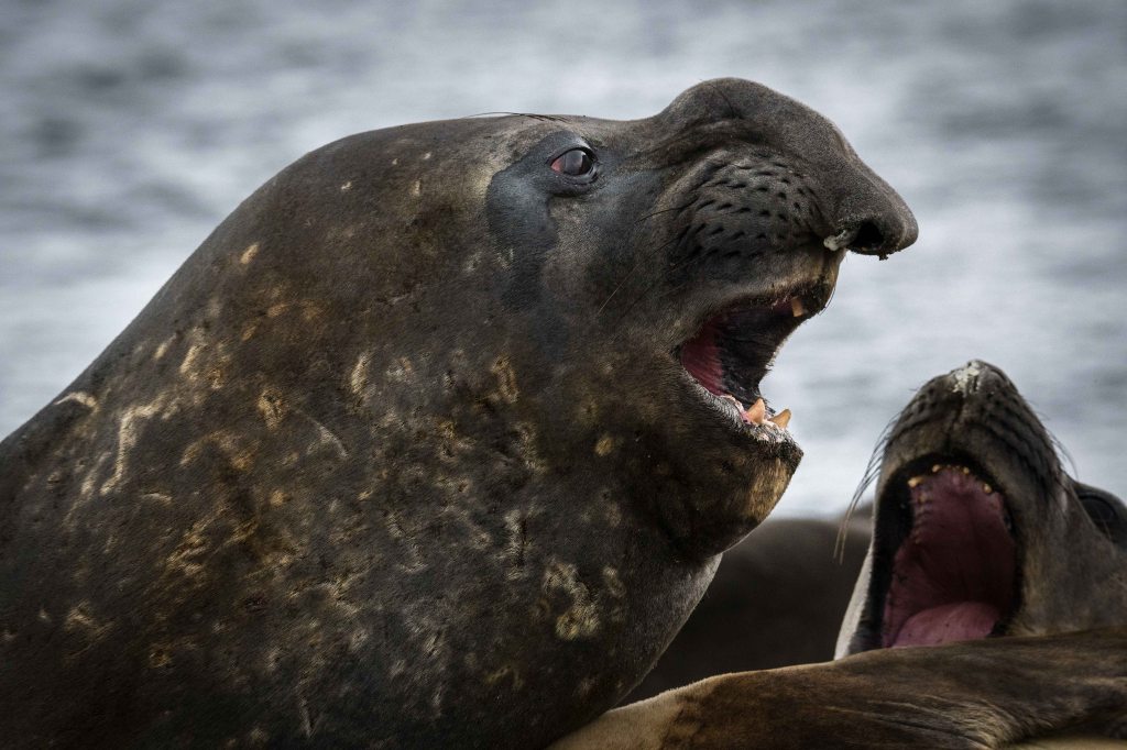 Elephant seal on the beach in Browns Bay, Antarctica