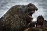 Elephant seal on the beach in Browns Bay,&nbsp;Antarctica