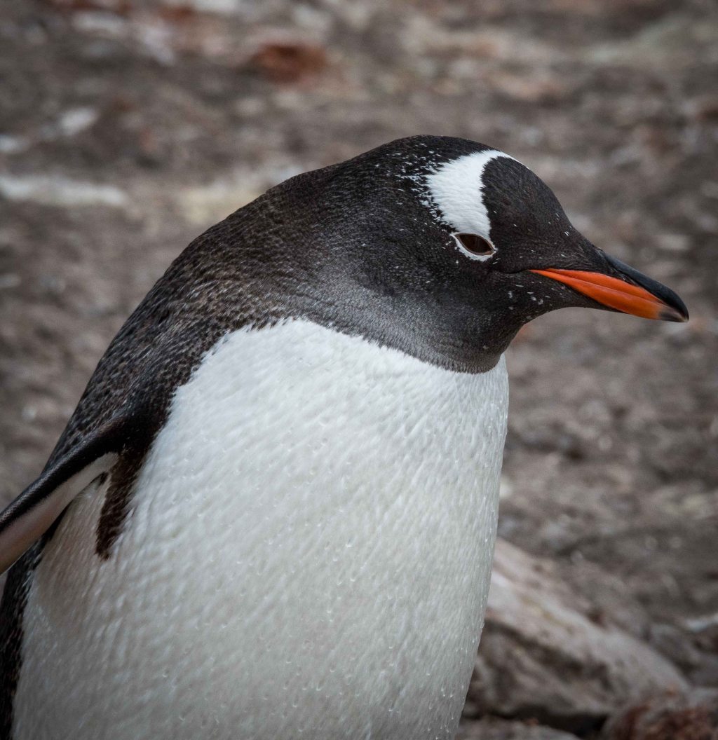 Gentu penguin on the Antarctic Peninsula
