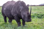 rhinoZuluNyala-1